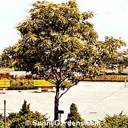 Oxydendron arboreum, Sourwood, Lily of the Valley Tree