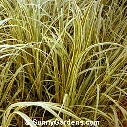 Spartina pectina, Golden-Edged Prairie Cord Grass