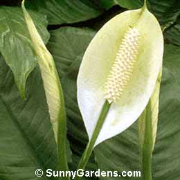 Spathiphyllum wallisii, Peace Lily, Spathiphyllum clevelandii, Spathiphyllum wallisii 'Clevelandii'