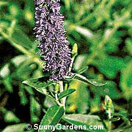 Veronica x, Speedwell