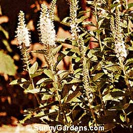 Veronica x, Speedwell