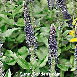 Veronica x, Speedwell
