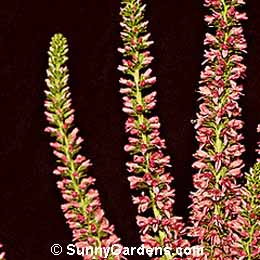 Veronica incana, Woolly Speedwell