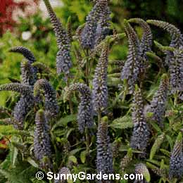 Veronica spicata, Spike Speedwell