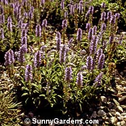 Veronica spicata, Speedwell