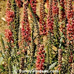 Veronica spicata, Spike Speedwell