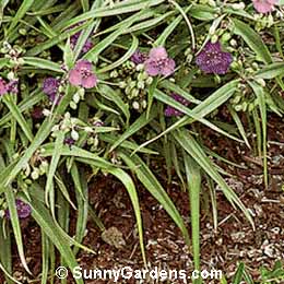 Tradescantia andersoniana, Spiderwort