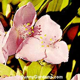 Tradescantia andersoniana, Pauline Spiderwort, Virginia Spiderwort