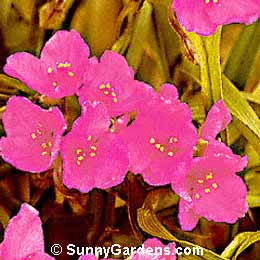 Tradescantia andersoniana, Red Cloud Spiderwort, Virginia Spiderwort