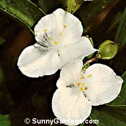 Tradescantia andersoniana, Snow Cap Spiderwort, Virginia Spiderwort