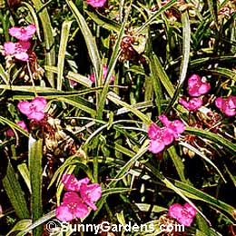 Tradescantia virginiana, Widow's Tears, Tradescantia andersoniana, Virginia Spiderwort