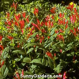 Spigelia marilandica, Indian Pink, Pinkroot