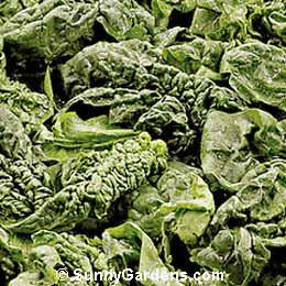 Spinacia oleracea, Spinach