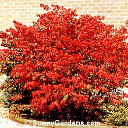 Euonymus alata, Burning Bush Euonymus, Winged Euonymus, Winged Spindle Tree