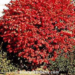 Euonymus alata, Dwarf Burning Bush Euonymus, Dwarf Winged Euonymus