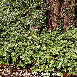 Euonymus fortunei, Wintercreeper Euonymus