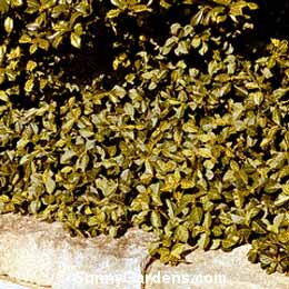 Euonymus fortunei, Purpleleaf Wintercre Euonymus