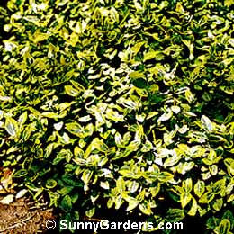 Euonymus fortunei, Emerald'n Gold Euonymus