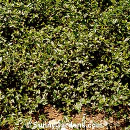 Euonymus fortunei, Dwarf Emerald Cushio Euonymus