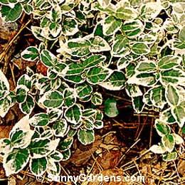 Euonymus fortunei, Fortunei Variegated Euonymus