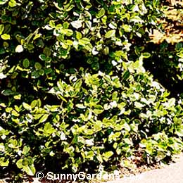 Euonymus fortunei, Sarcoxie Euonymus