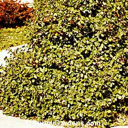 Euonymus fortunei, Vegetus Euonymus