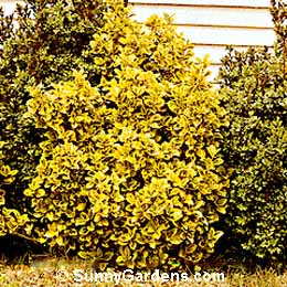 Euonymus japonica, Golden Euonymus
