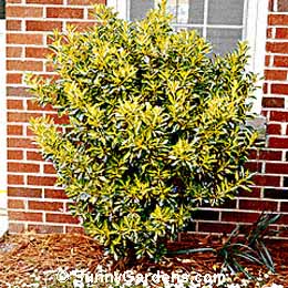 Euonymus japonica, Gold Spot Euonymus