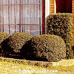 Euonymus japonica, Boxleaf Euonymus