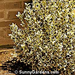 Euonymus japonica, Silver King Euonymus