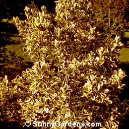Euonymus japonica, Silver Queen Euonymus