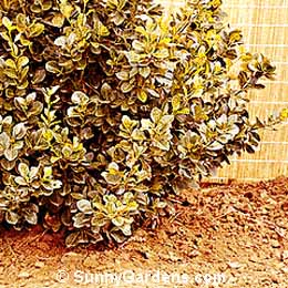 Euonymus kiautschovica, Spreading Manhattan Euonymus