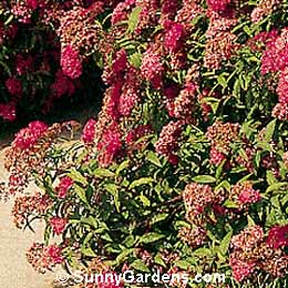 Spiraea x bumalda, Dwarf Red Spiraea, Bumald Spiraea, Bridal Wreath