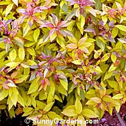 Spiraea x bumalda, Gold Mound Spiraea, Gold Flame Spiraea, Bridal Wreath