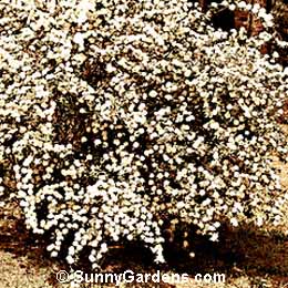 Spiraea cantoniensis, Bridal Wreath