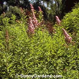 Spiraea douglasii