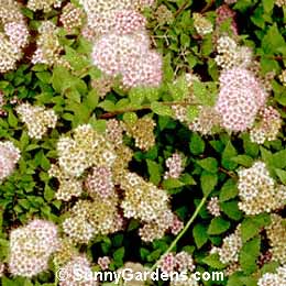 Spiraea japonica, Japanese Spiraea, Spiraea x bumalda, Dwarf Red Spiraea, Bridal Wreath