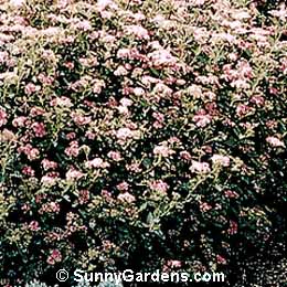 Spiraea japonica