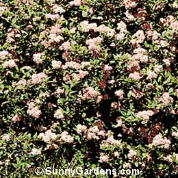 Spiraea japonica, Bridal Japanese Dwarf Wreath, Spiraea alpina, Bridal Wreath