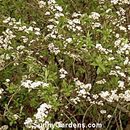 Spiraea nipponica, Bridal Wreath