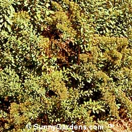 Spiraea nipponica, Snowmound Bridal Wreat Spirea, Spiraea nipponica tosaensis, Boxwood Spiraea