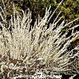 Spiraea prunifolia, Bridal Wreath, Shoe Button