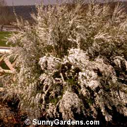 Spiraea thunbergii, Thunberg Spirea, Bridal Wreath