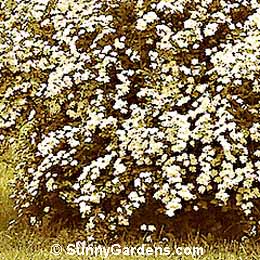 Spiraea x vanhouttei, Vanhoutte Spiraea, Vanhoutte Bridalwreath, Bridal Wreath