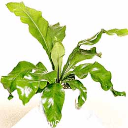 Asplenium nidus, Bird's Nest Fern