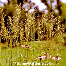 Spodiopogon sibericus, Silver Spike Grass, Frost Grass, Graybeard Grass
