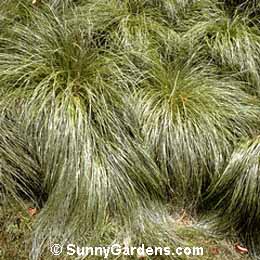 Sporobolus heterolepsis, Prairie Dropseed, Northern Dropseed