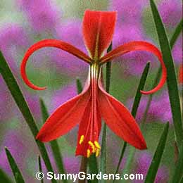 Sprekelia formosissima, Jacobean Lily, St. James Lily, Aztec Lily