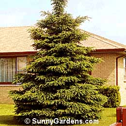 Picea abies, Norway Spruce