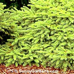 Picea abies, Norway Birds Nest Spruce